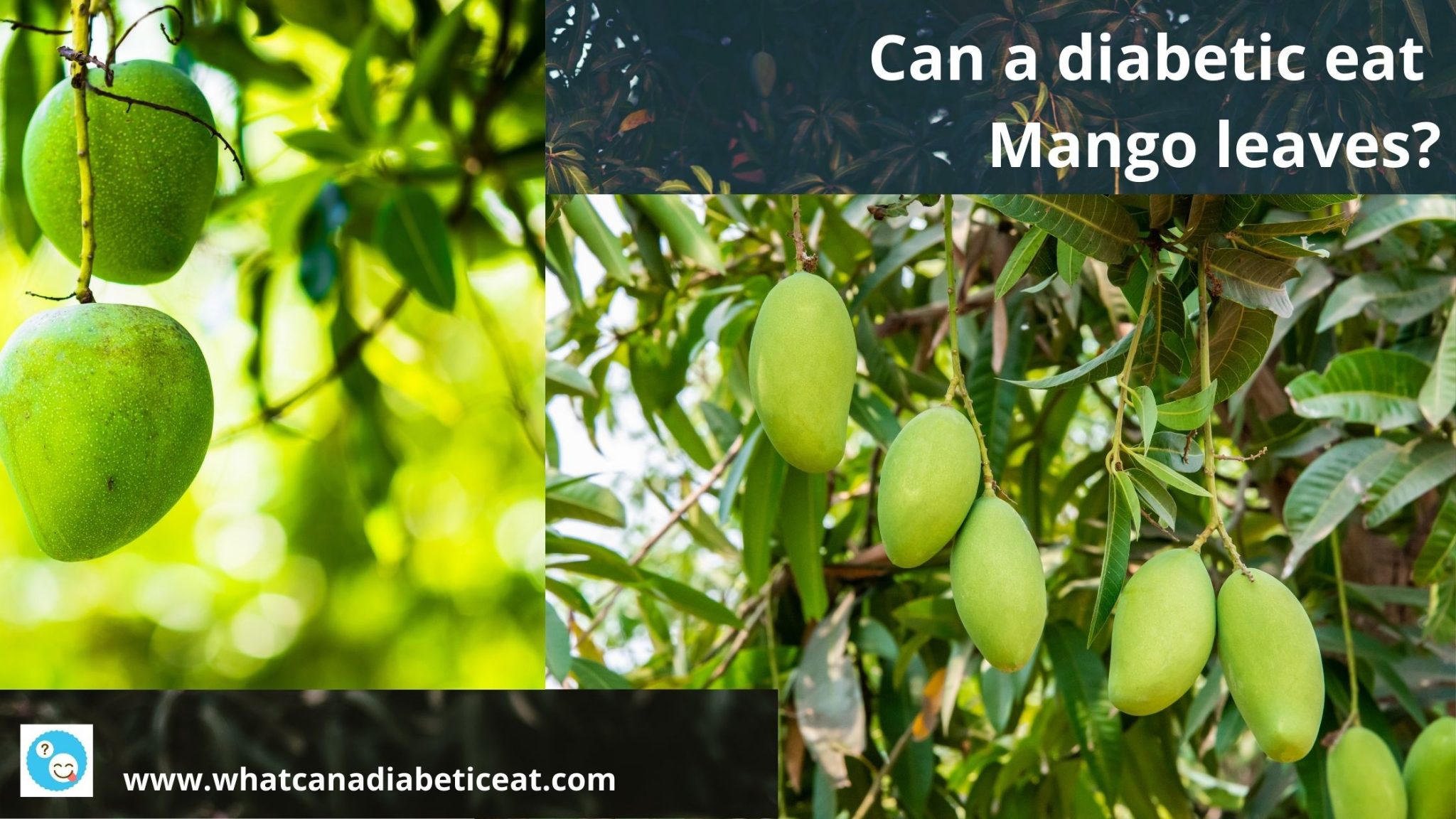 can-a-diabetic-eat-mango-leaves-how-to-eat-mango-leaves