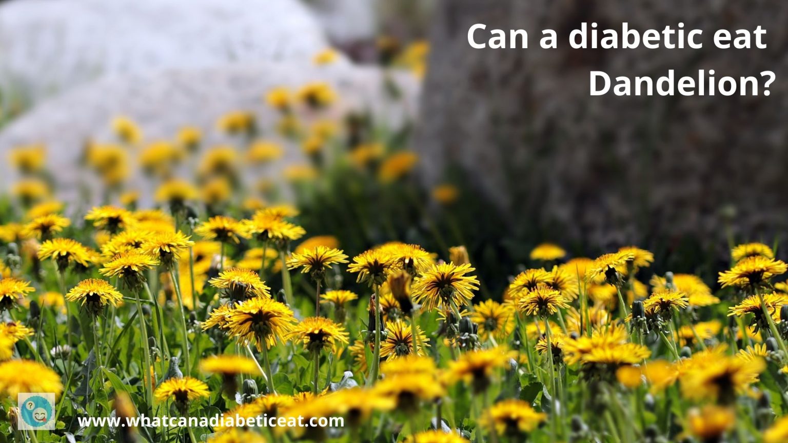 can-a-diabetic-eat-dandelions-are-dandelions-anti-diabetic